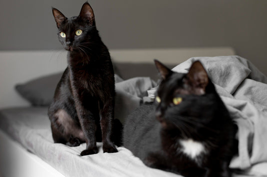 two black maine coon cats sit on bed loocking another side