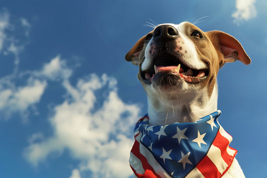 Dog wearing an American flag scarf celebrating Independence Day