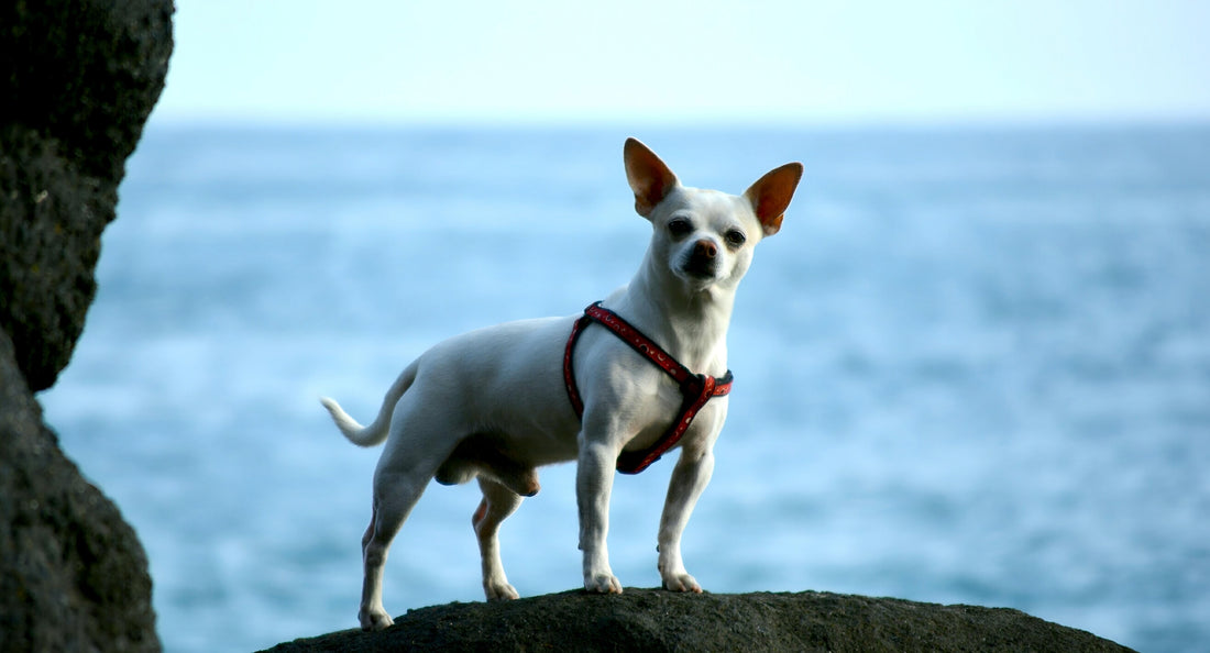 The Unbreakable Emotional Bond Between Dogs and Humans