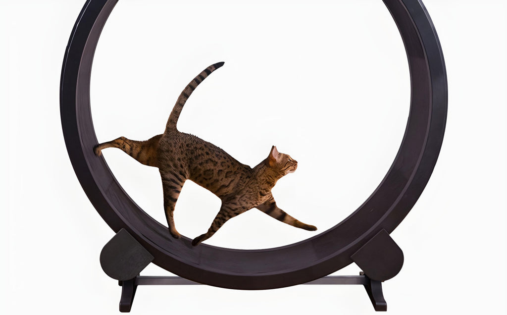 The Cat Treadmill Running Wheel Revolutionizing Feline Fitness