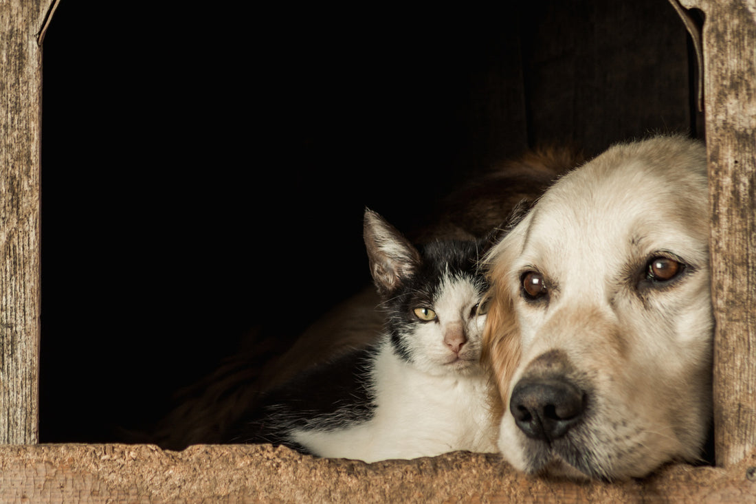 The Fascinating History of Pets: From Ancient Companions to Modern-Day Friends