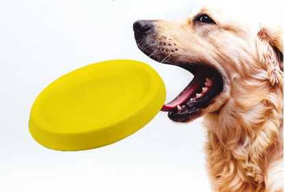 Pet Dogs Throwing Plastic Toy Fun