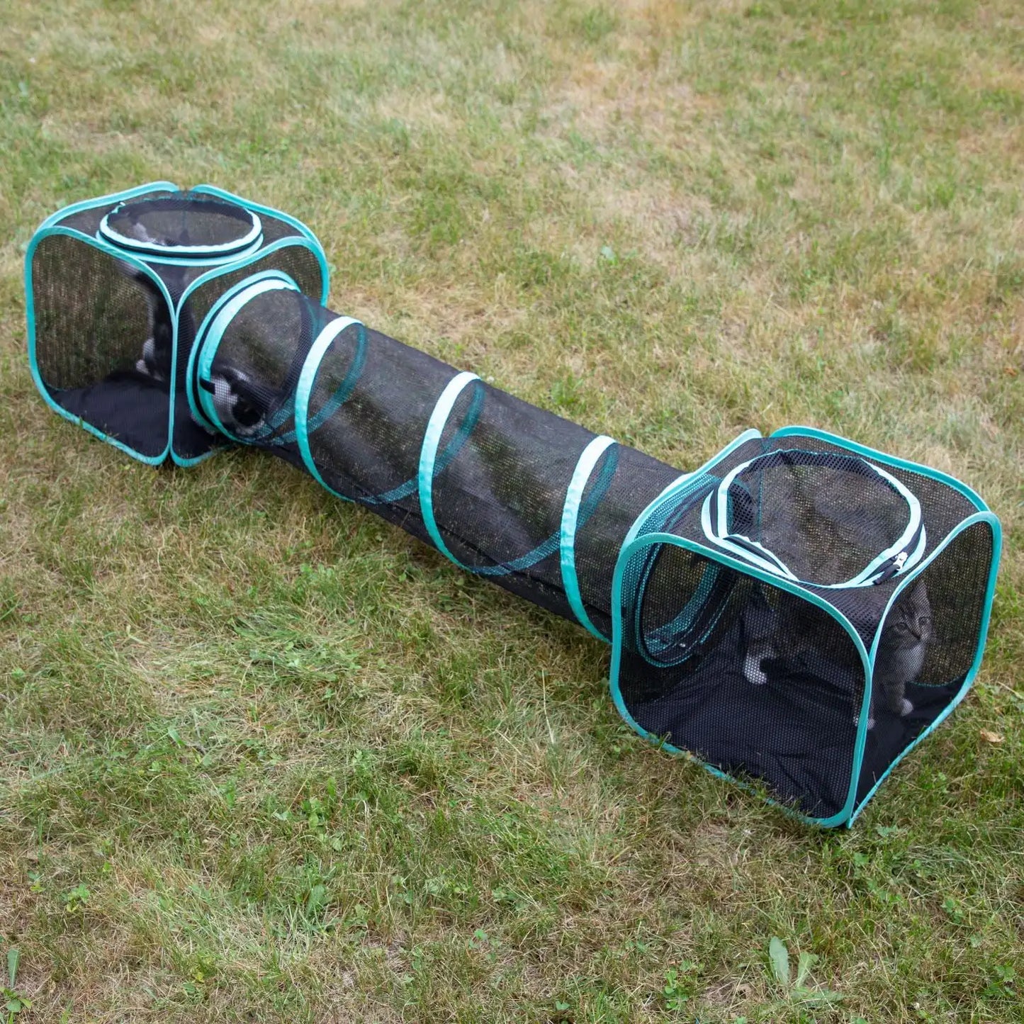 Kittens frolicking in an outdoor net cat tunnel set up on a grassy field