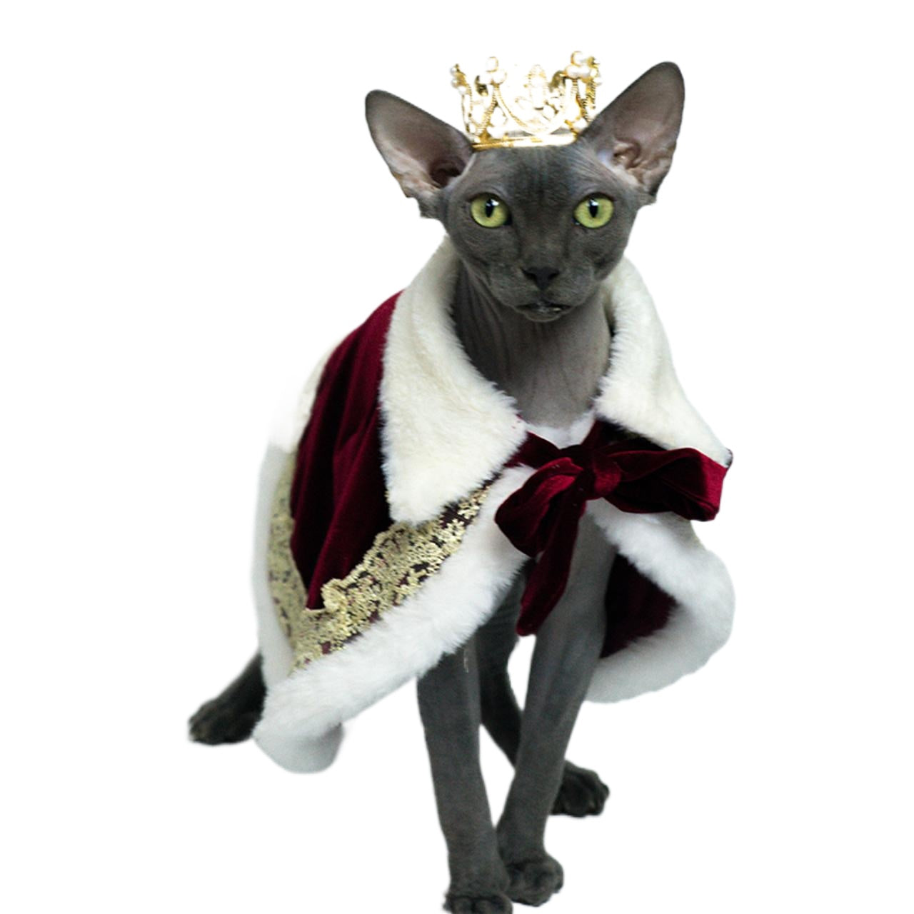 Prince Coat For Hairless Sphynx Cat