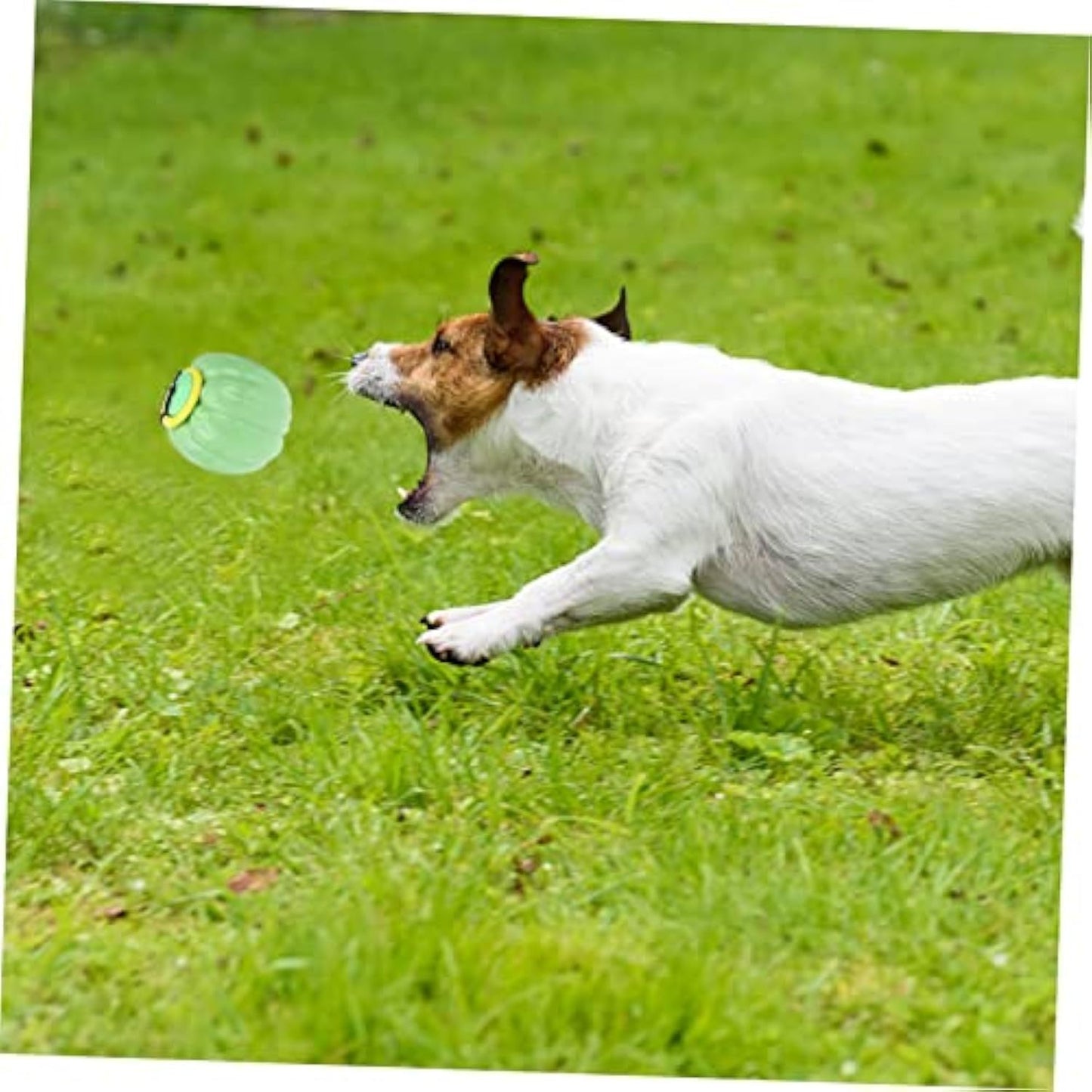 Squeaky Teething and Chew Ball Pumpkin Dog Toy