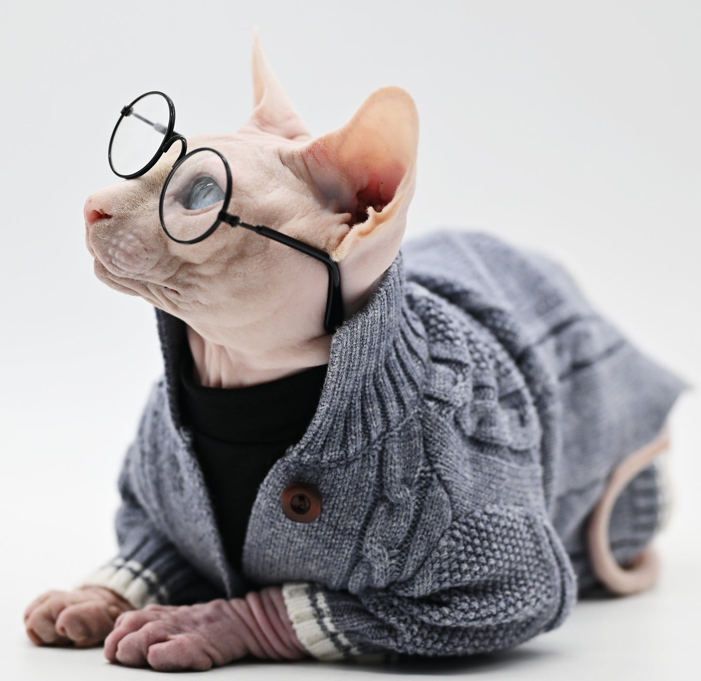 sphynx cat wear black and gray sweater